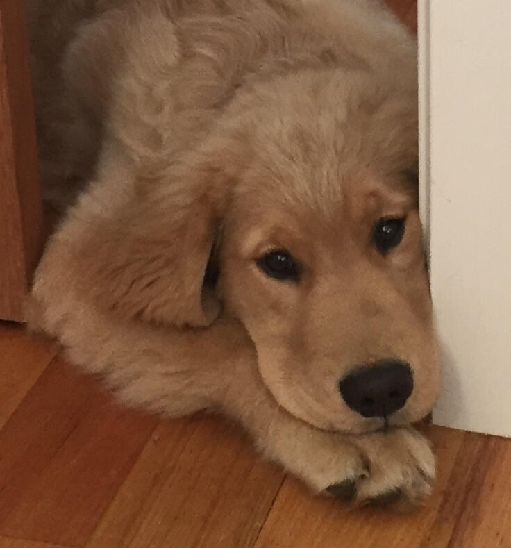 Naomi and Odette our goldie