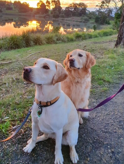Naomi and Odette our goldie