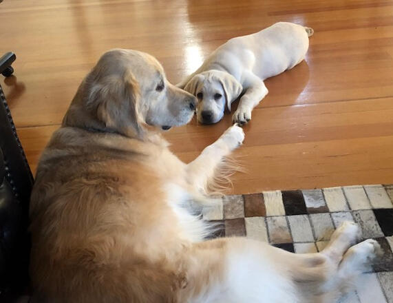 Naomi and Odette our goldie